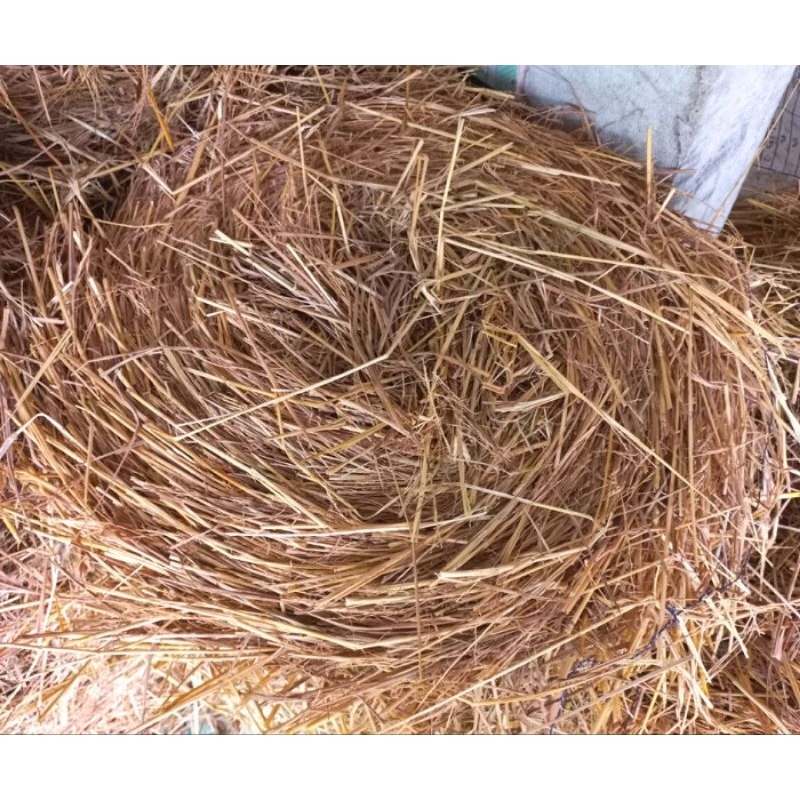(1kg) Rơm Rạ Khô Dùng Che Phủ Đất, Giữ Ẩm, Cải Tạo Đất, Tổ Chim Trang ...