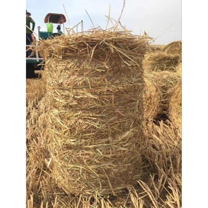 1 Cuộn rơm siêu khô (16-20kg) kích thước 80x60x60cm trang trí, trồng ...