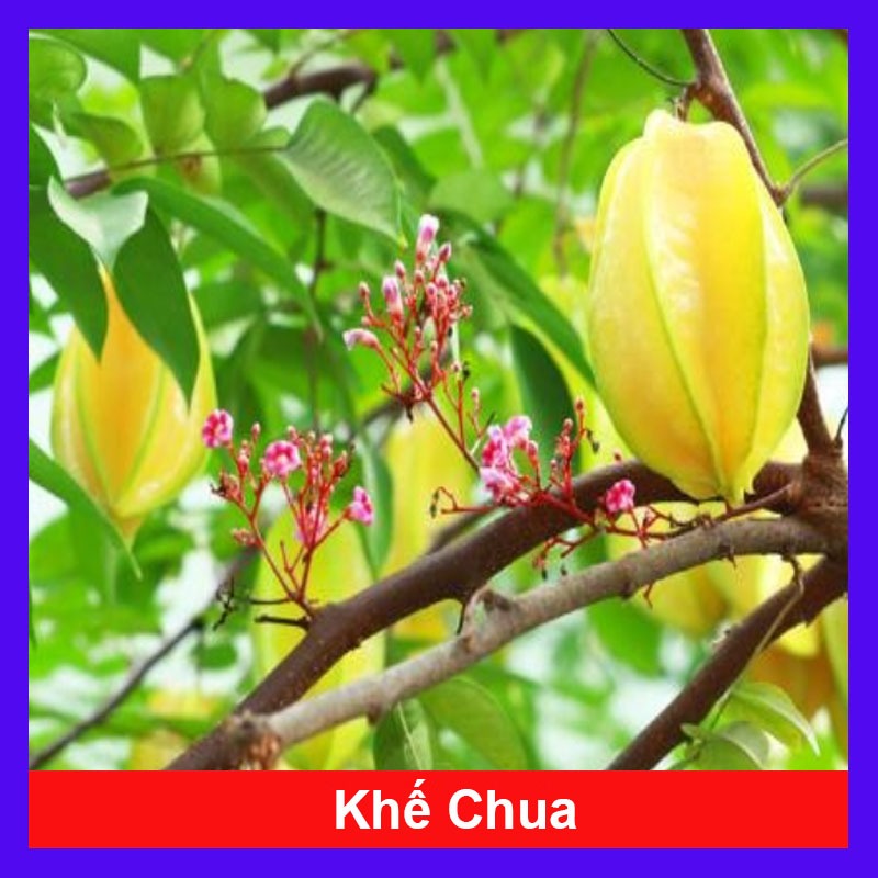 Cây Khế Chua - cây ăn quả, cây chuẩn bị cho hoa và trái