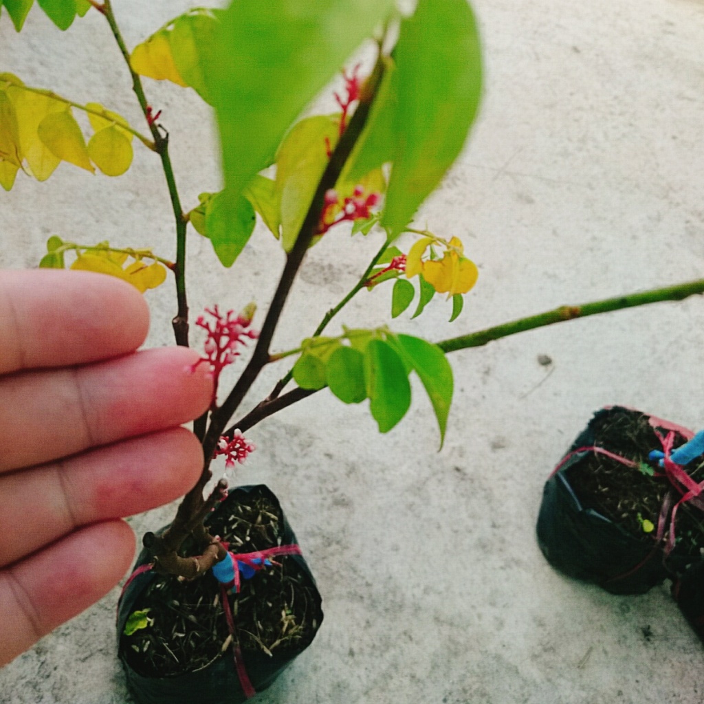 Cây Khế Chua - cây ăn quả, cây chuẩn bị cho hoa và trái