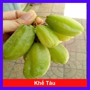 Cây Khế Tàu - cây khế tây