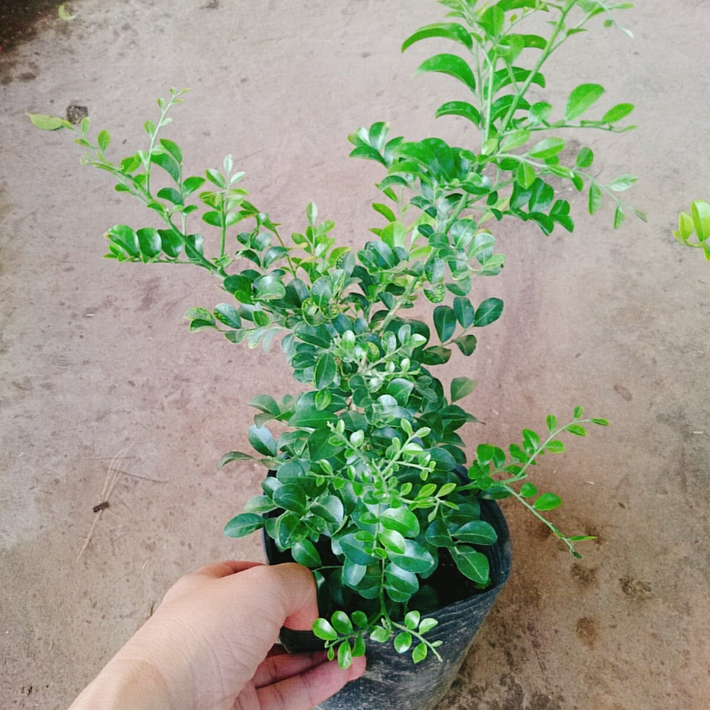 Cây nguyệt quế thái siêu bông - cây hoa thơm trồng làm cây cảnh sân vườn cây bonsai