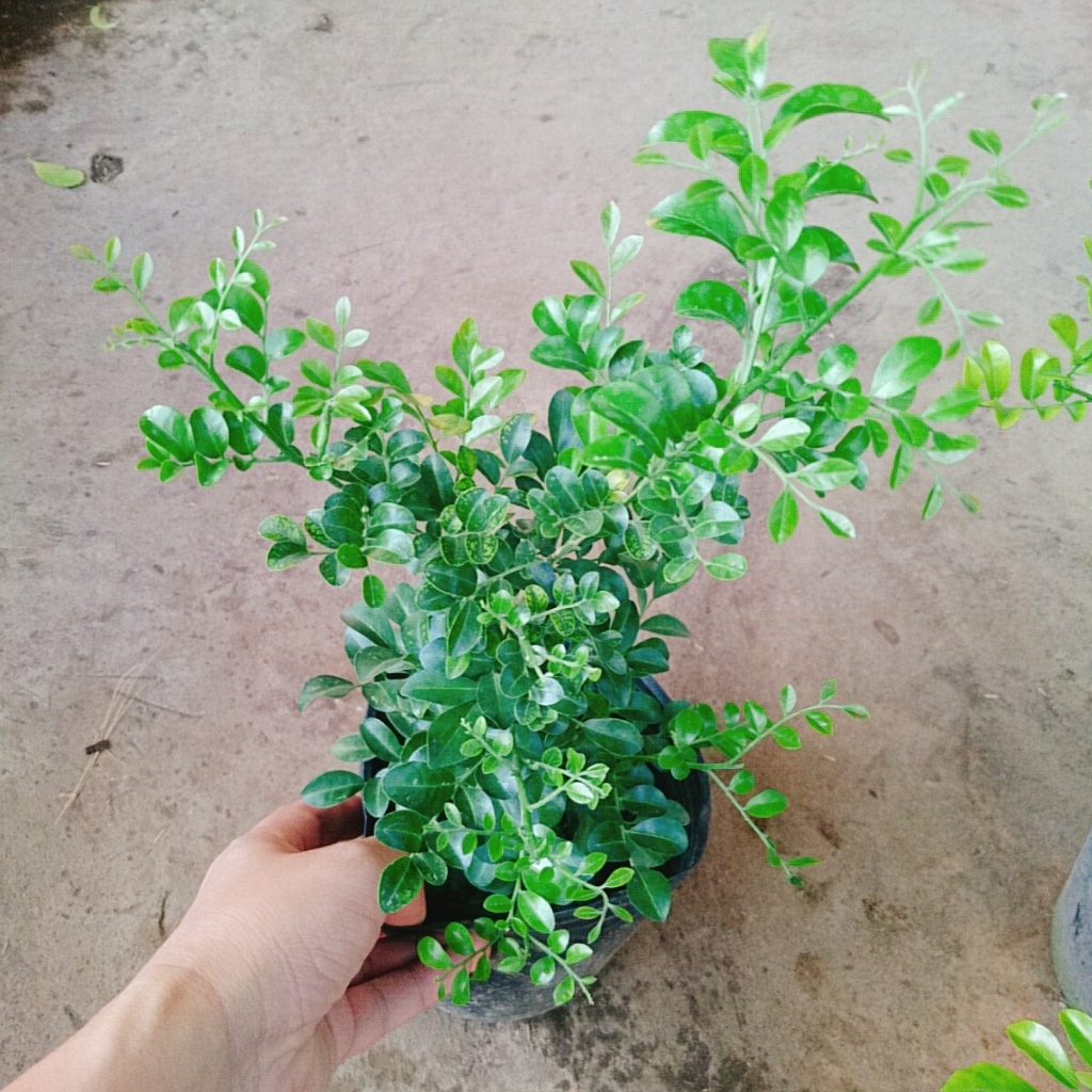 Cây nguyệt quế thái siêu bông - cây hoa thơm trồng làm cây cảnh sân vườn cây bonsai