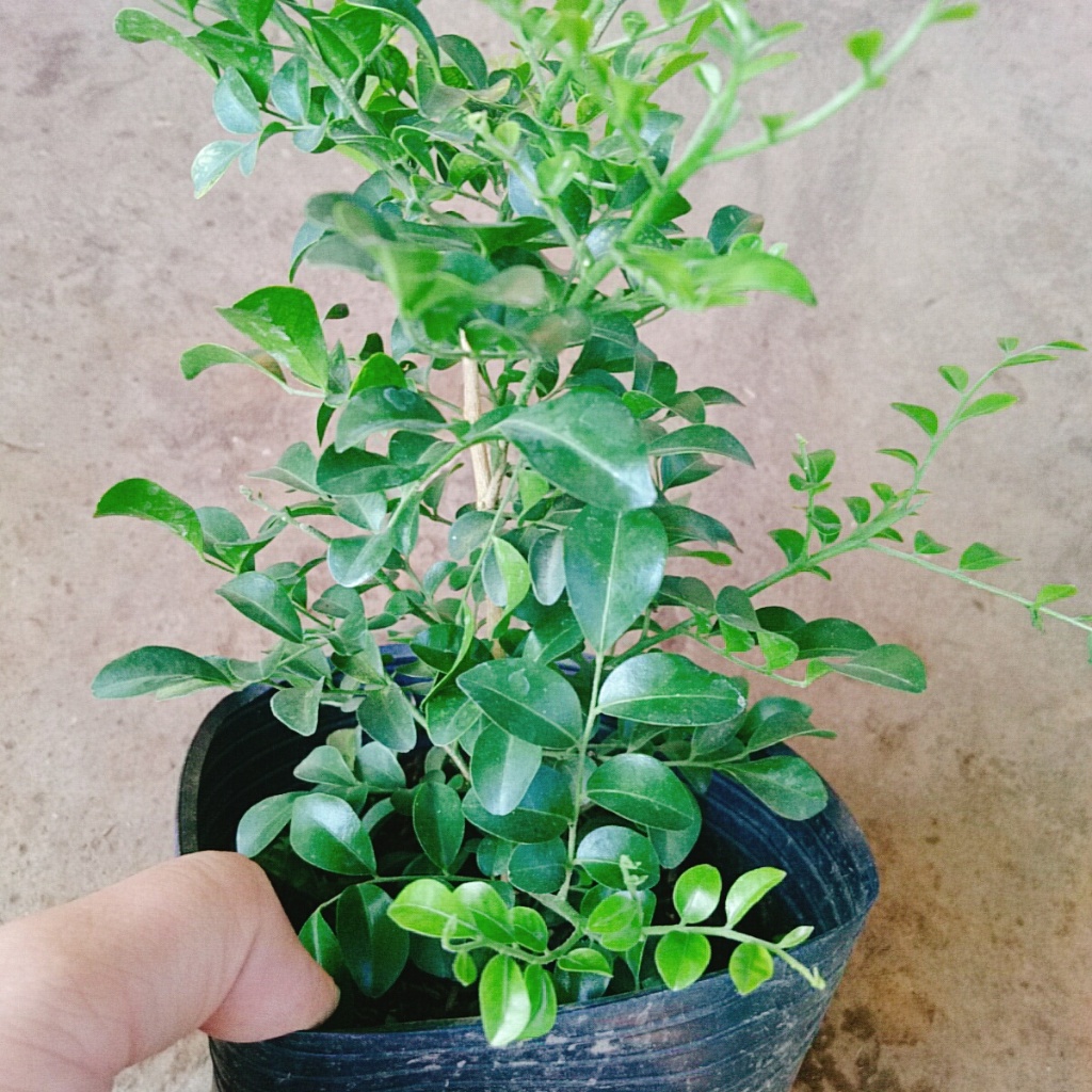 Cây nguyệt quế thái siêu bông - cây hoa thơm trồng làm cây cảnh sân vườn cây bonsai