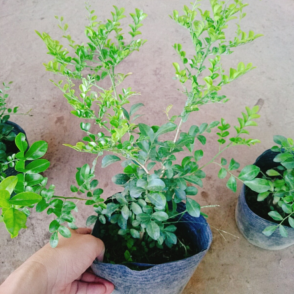 Cây nguyệt quế thái siêu bông - cây hoa thơm trồng làm cây cảnh sân vườn cây bonsai