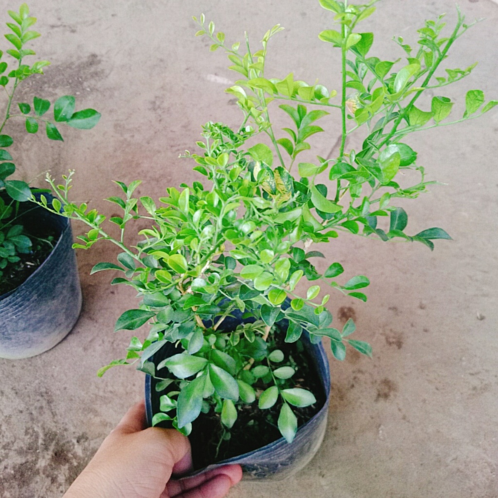 Cây nguyệt quế thái siêu bông - cây hoa thơm trồng làm cây cảnh sân vườn cây bonsai