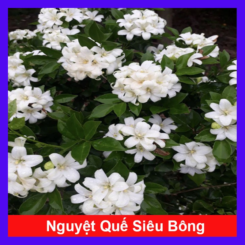 Cây nguyệt quế thái siêu bông - cây hoa thơm trồng làm cây cảnh sân vườn cây bonsai