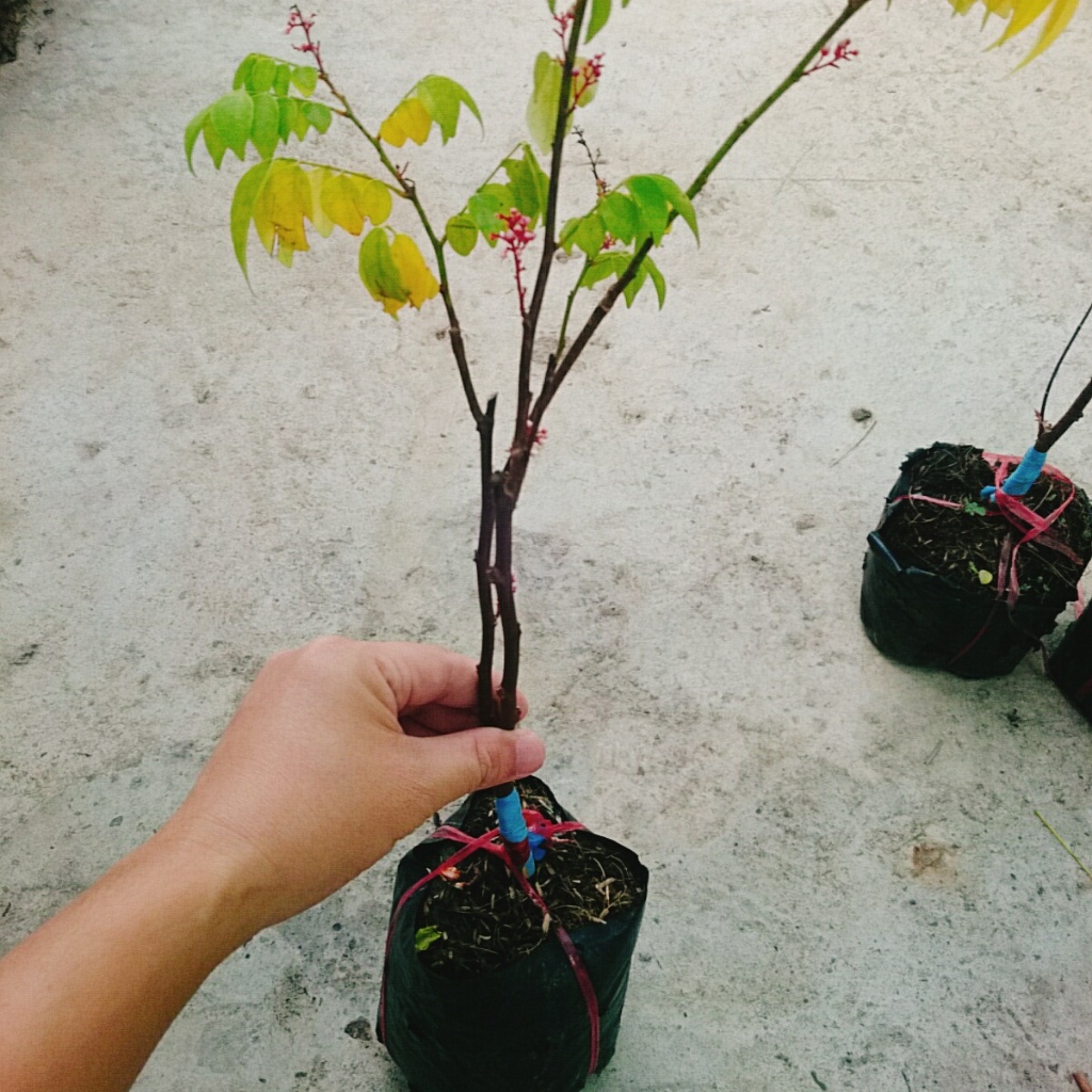 Cây Khế Chua - cây ăn quả, cây chuẩn bị cho hoa và trái