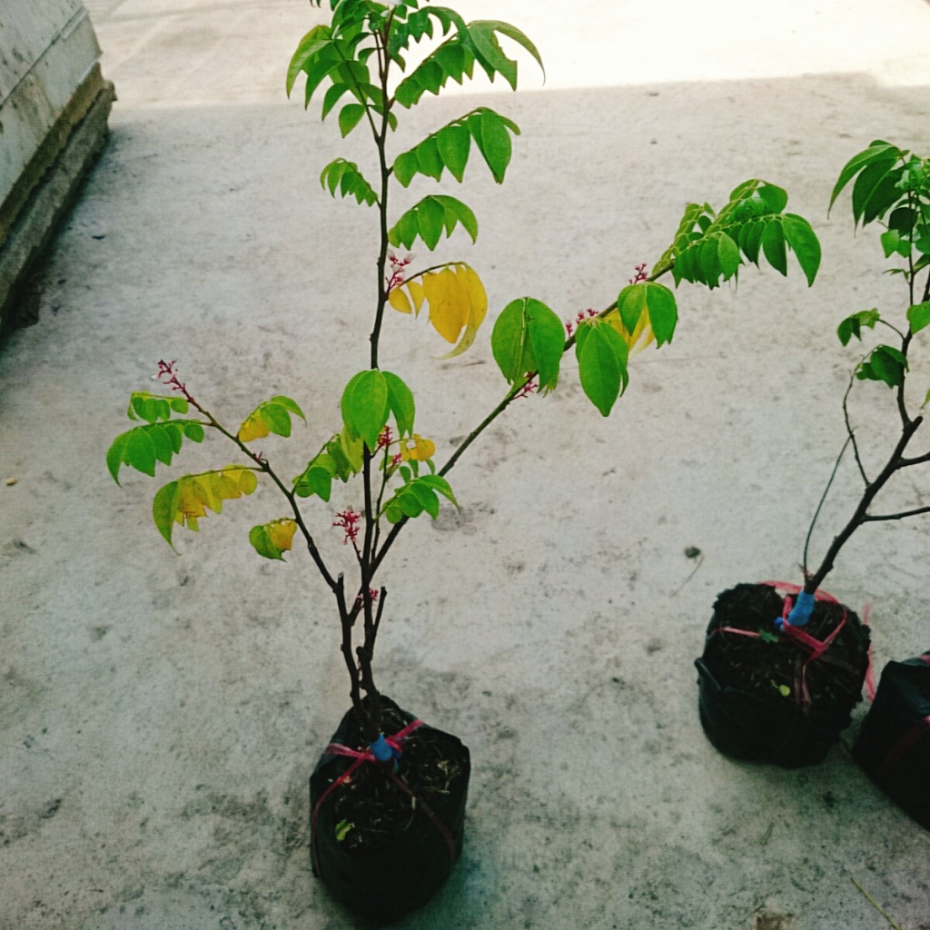 Cây Khế Chua - cây ăn quả, cây chuẩn bị cho hoa và trái