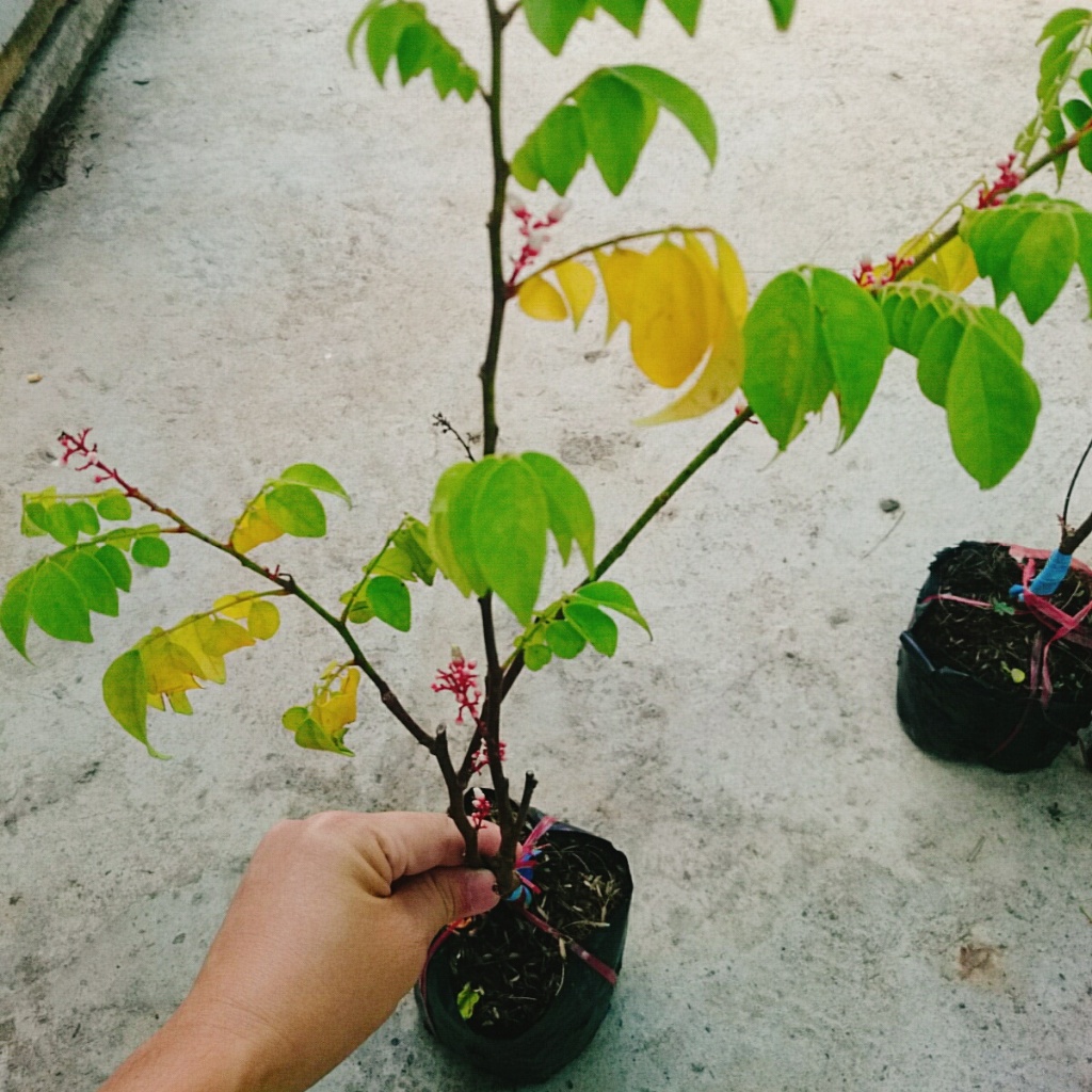 Cây Khế Chua - cây ăn quả, cây chuẩn bị cho hoa và trái