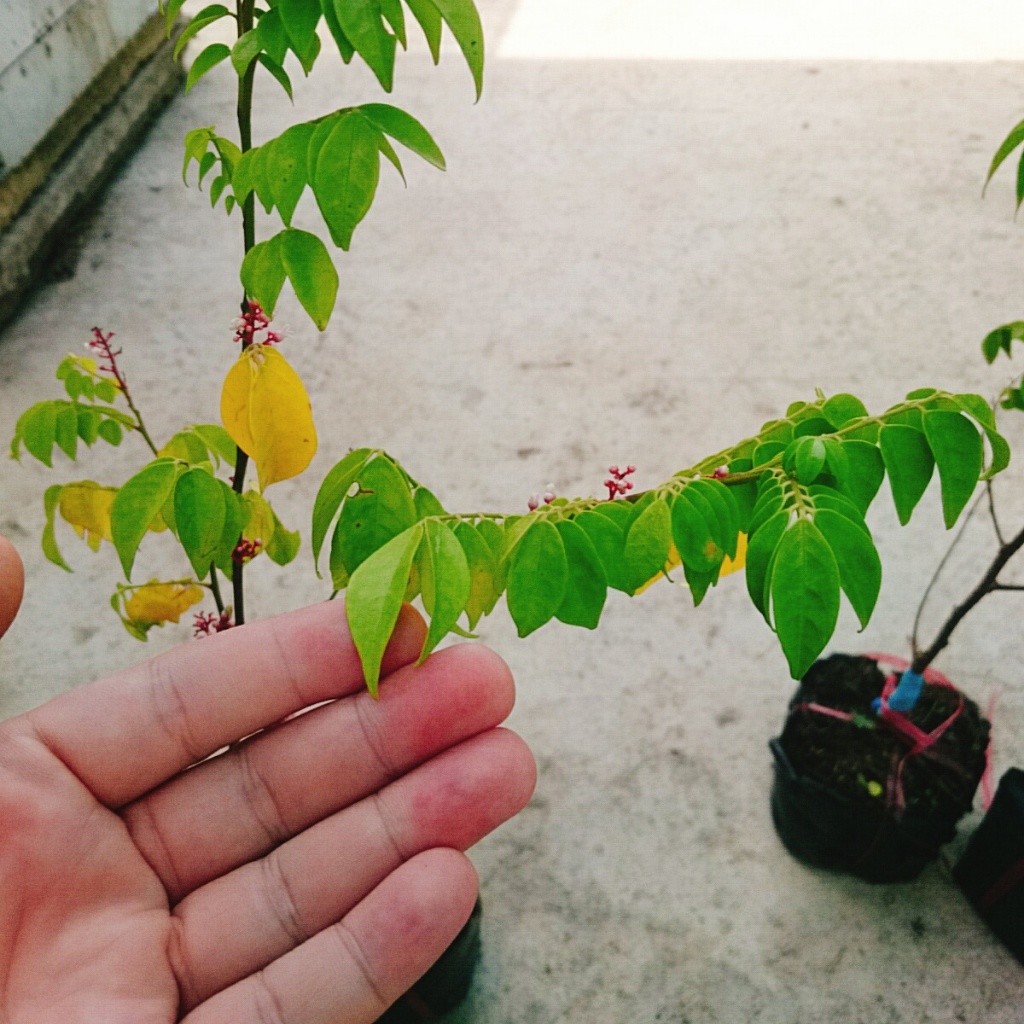 Cây Khế Chua - cây ăn quả, cây chuẩn bị cho hoa và trái
