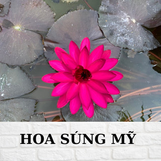 Hoa súng mỹ màu đỏ một khóm lớn nhiều thân