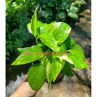 Trầu bà bụi mini