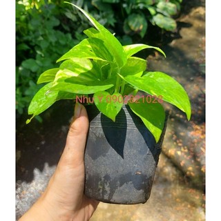Trầu bà bụi mini