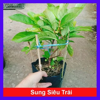 Cây sung ta (siêu trái) - cây cảnh trong nhà