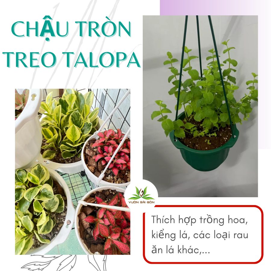 TLP chậu treo tròn 4