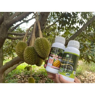 Combo tạo lớn trái amino  cho sầu riêng