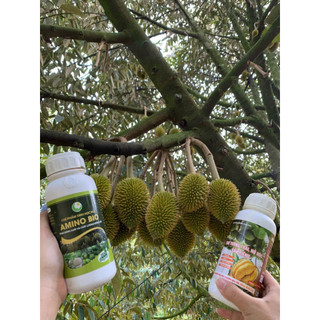 Combo tạo lớn trái amino  cho sầu riêng
