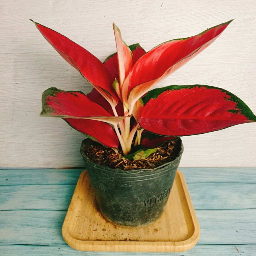 Cây Vạn Lộc Son - cây cảnh để bàn