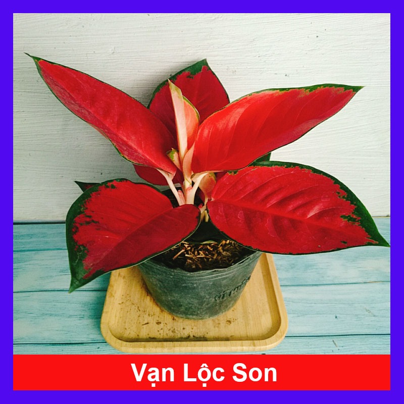 Cây Vạn Lộc Son - cây cảnh để bàn