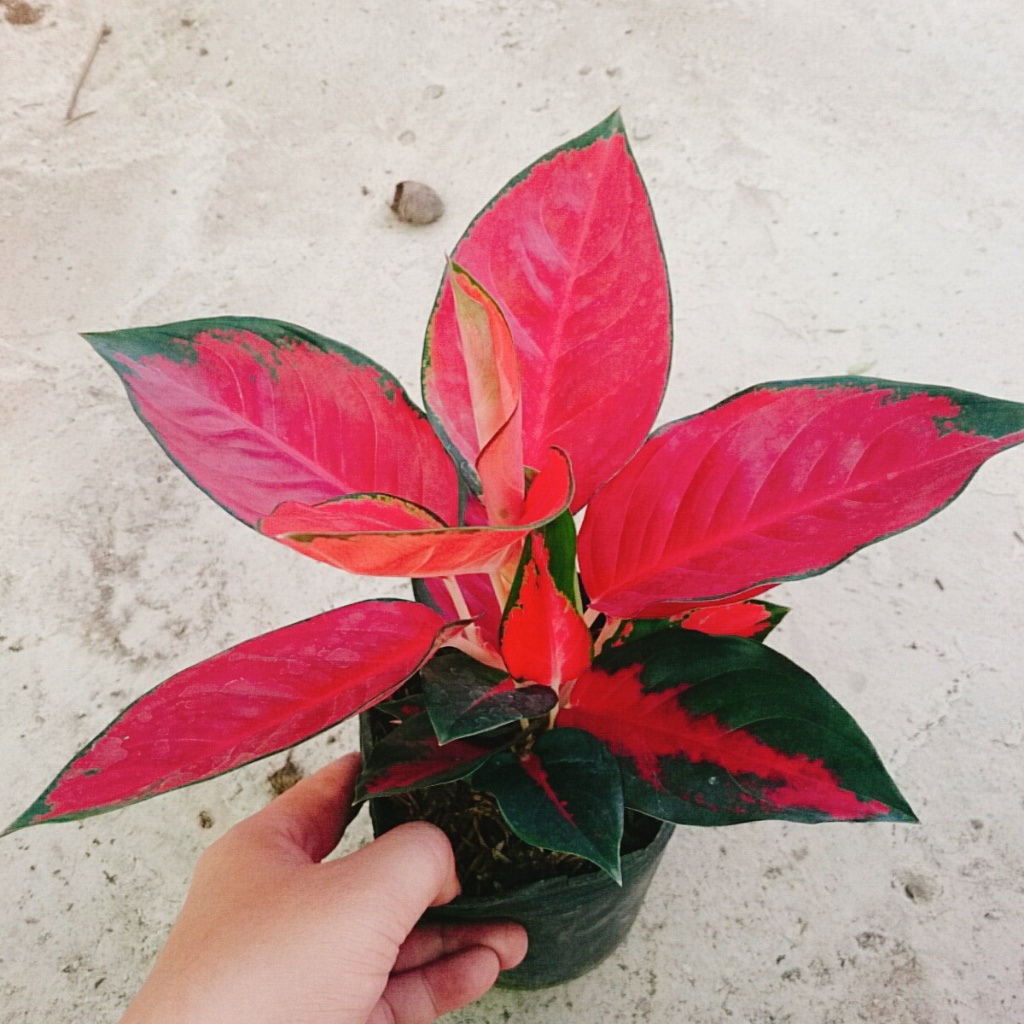 Cây Vạn Lộc Son - cây cảnh để bàn