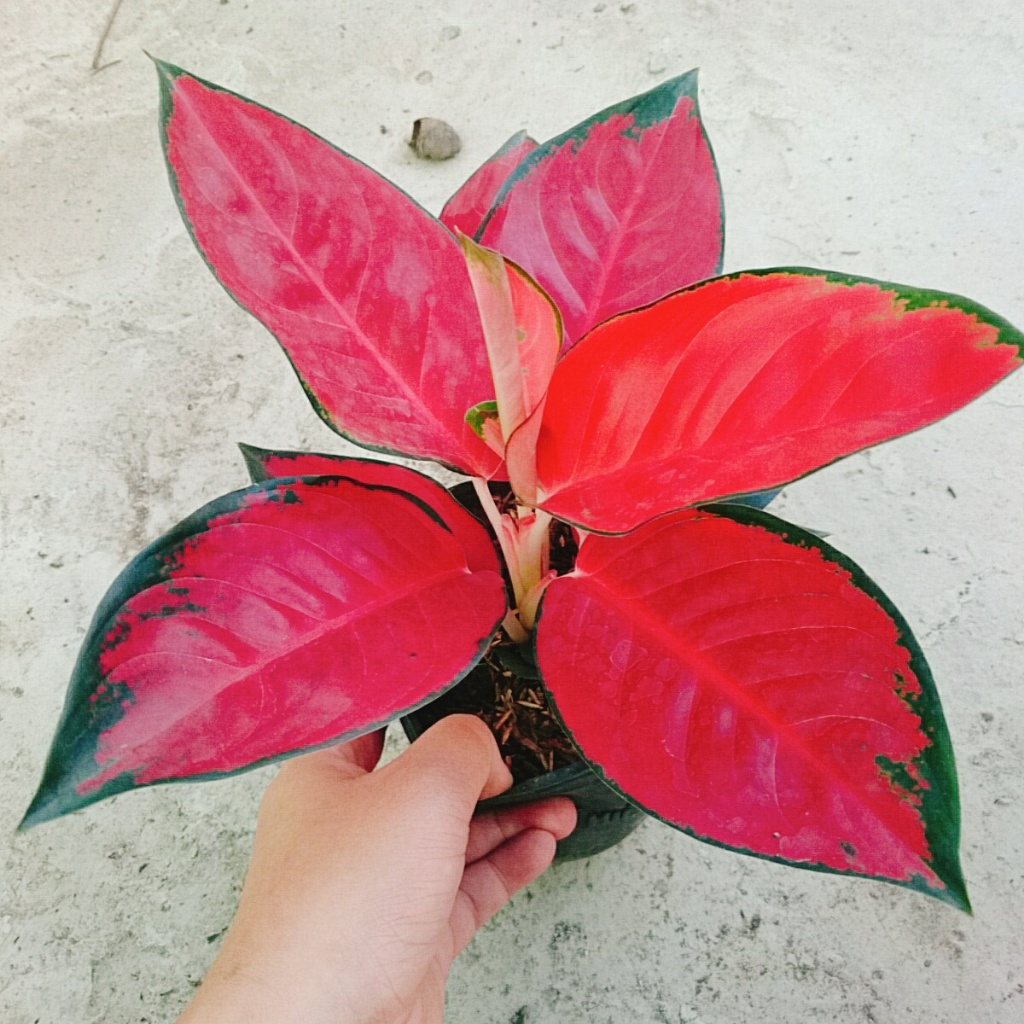 Cây Vạn Lộc Son - cây cảnh để bàn