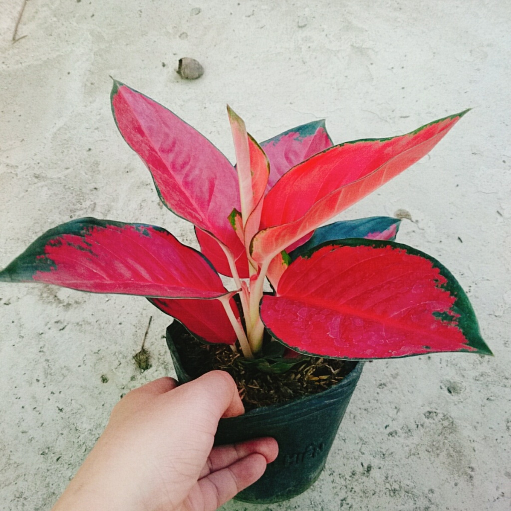 Cây Vạn Lộc Son - cây cảnh để bàn