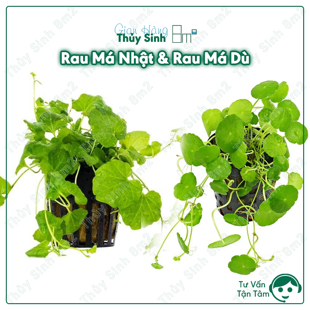 Rau Má Nhật | Rau Má Dù | Cây Thủy Sinh Không CO2, Tiền Cảnh, Cắt Cắm ...