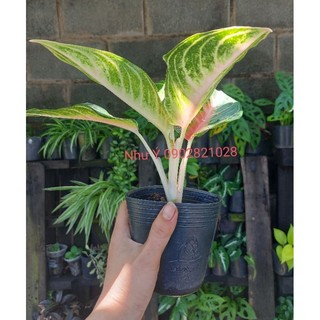 Cây hồng ngân