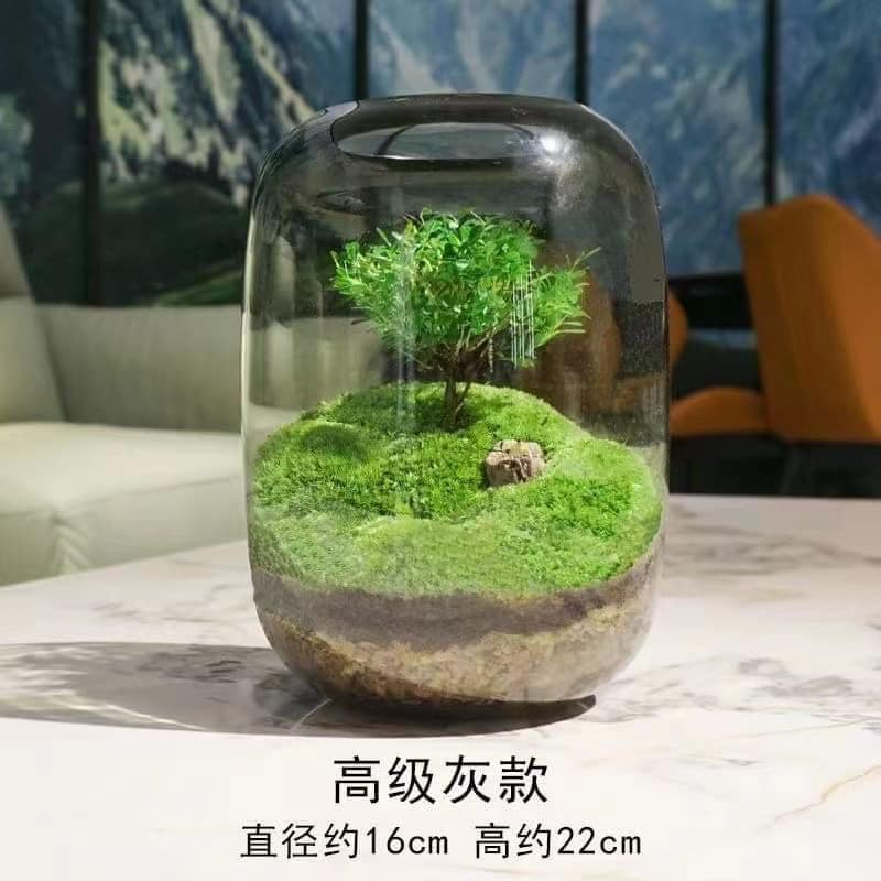 Bình Thuỷ Tinh trồng cây tiểu diệp xích nam terrarium, tiểu cảnh