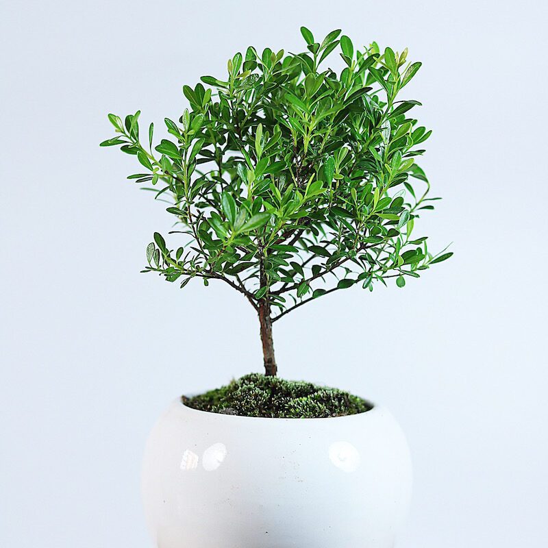 Cây Tiểu Diệp Xích Nam setup terrarium