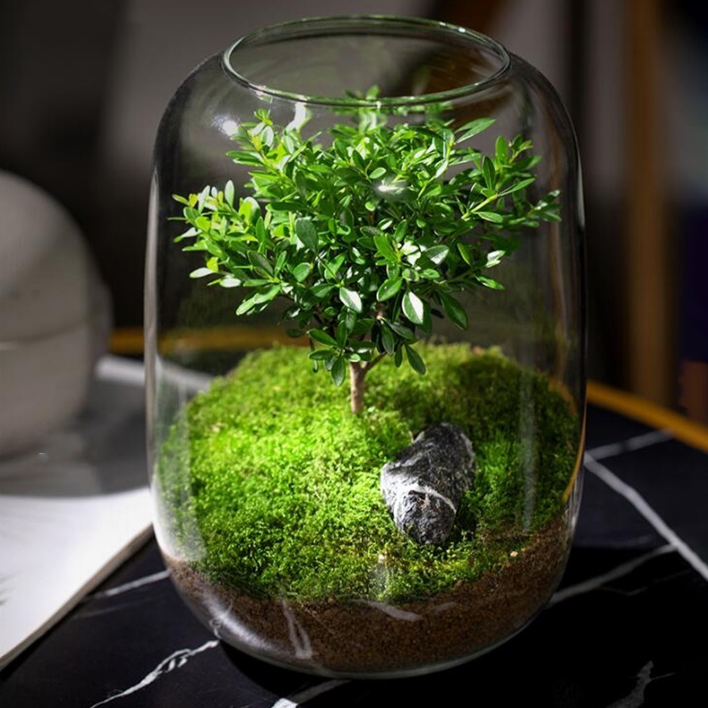 Bình Thuỷ Tinh trồng cây tiểu diệp xích nam terrarium, tiểu cảnh