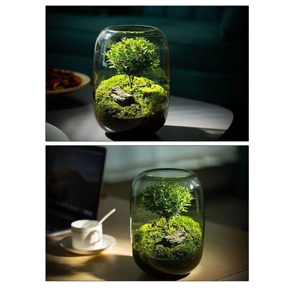 Bình Thuỷ Tinh trồng cây tiểu diệp xích nam terrarium, tiểu cảnh