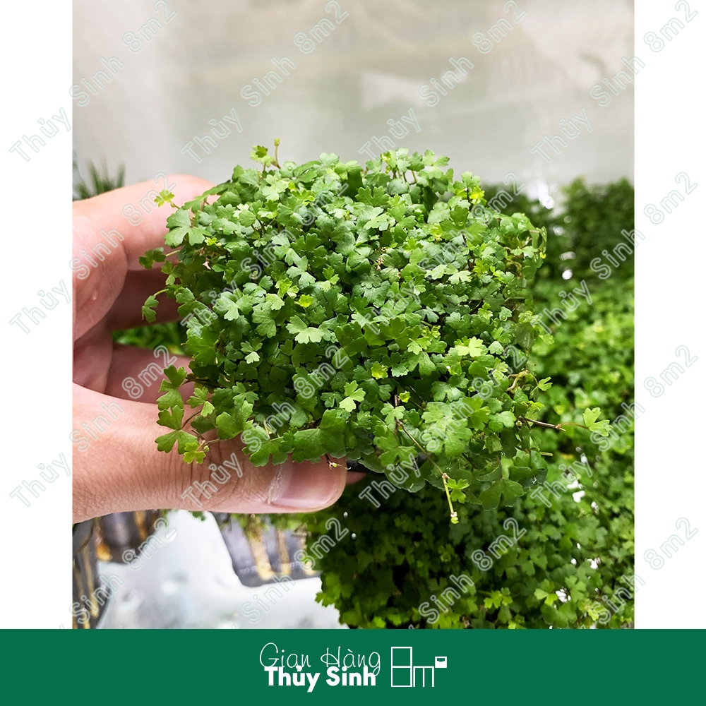 (Lá Cạn) Rau Má Hương | Cây Thủy Sinh Tiền Cảnh, Không CO2 | 8m2 ...