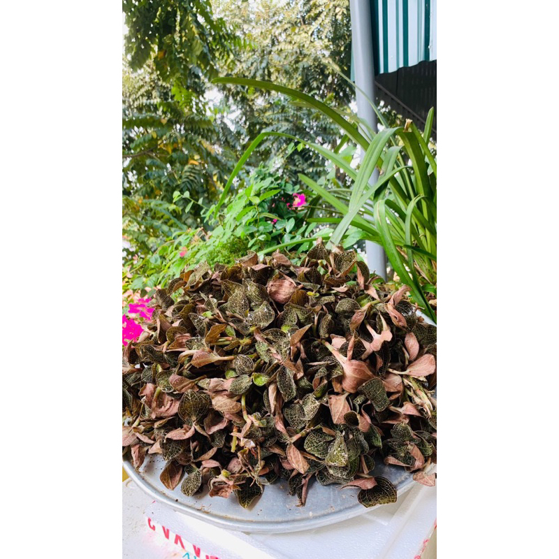 Lan Kim Tuyến Đỏ Khô Rừng Tự Nhiên Hàng Thượng Hạng Hỗ Trợ Tăng Cường Sức Đề Kháng 50gr-100gr