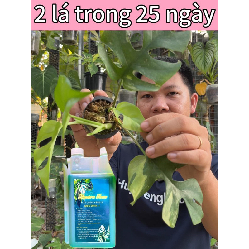 Combo phân bón dinh dưỡng kiểng lá phát triển & bảo vệ cây , NPK, thuốc tím trị rệp,