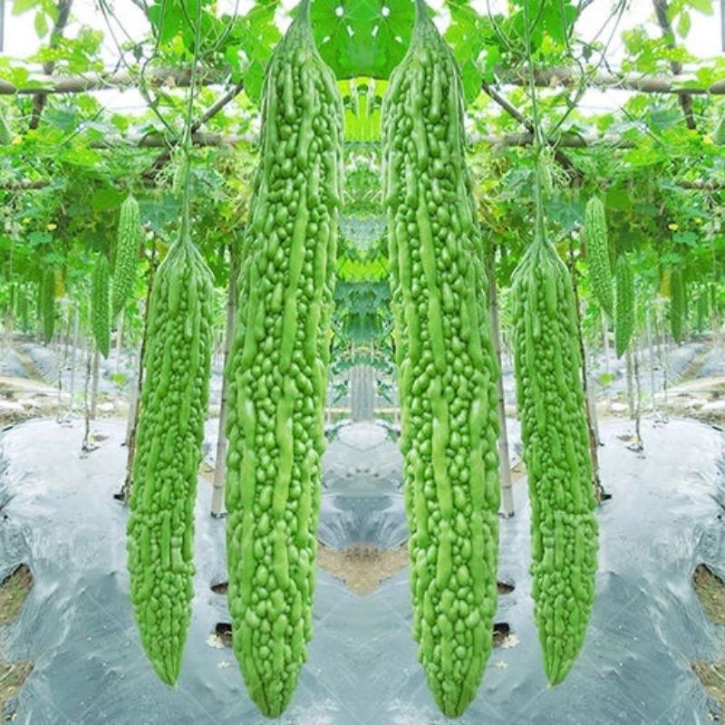 Hạt Giống Mướp đắng, khổ qua khổng lồ💯 Hàng Xịn💥 Ăn cực ngon