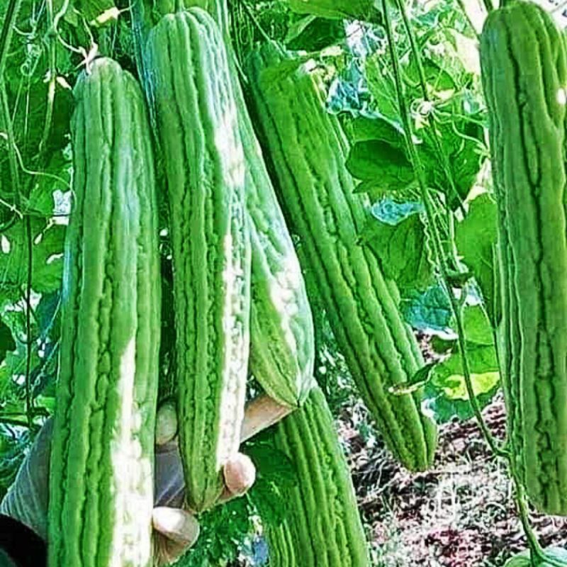 Hạt Giống Mướp đắng, khổ qua khổng lồ💯 Hàng Xịn💥 Ăn cực ngon