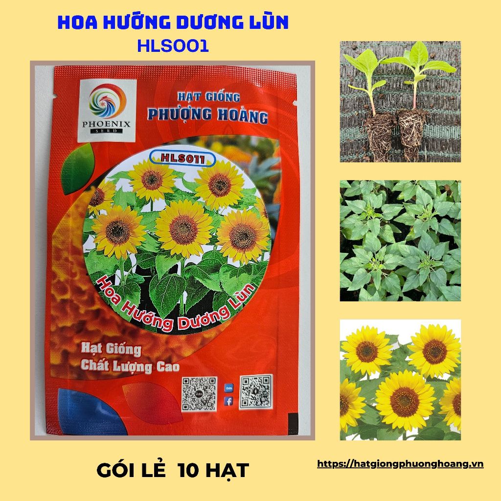 Hạt giống hoa hướng dương lùn (HLS011)