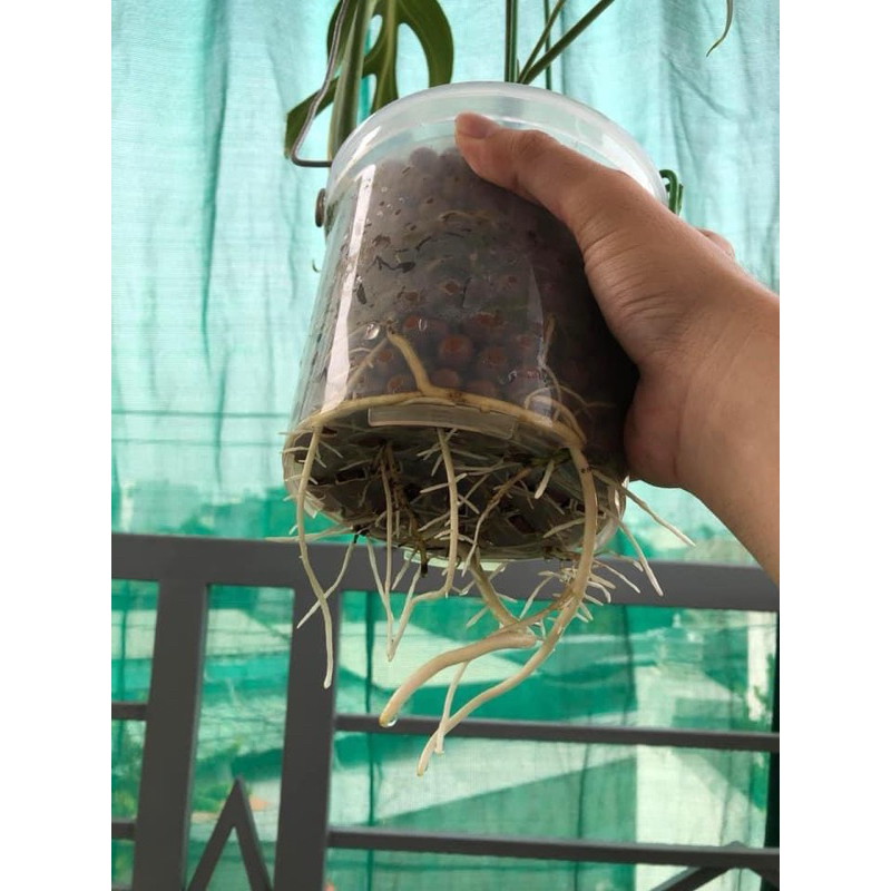 Siêu kích rễ & phòng chống thối rễ , Vi sinh humic , phân bón kích rễ