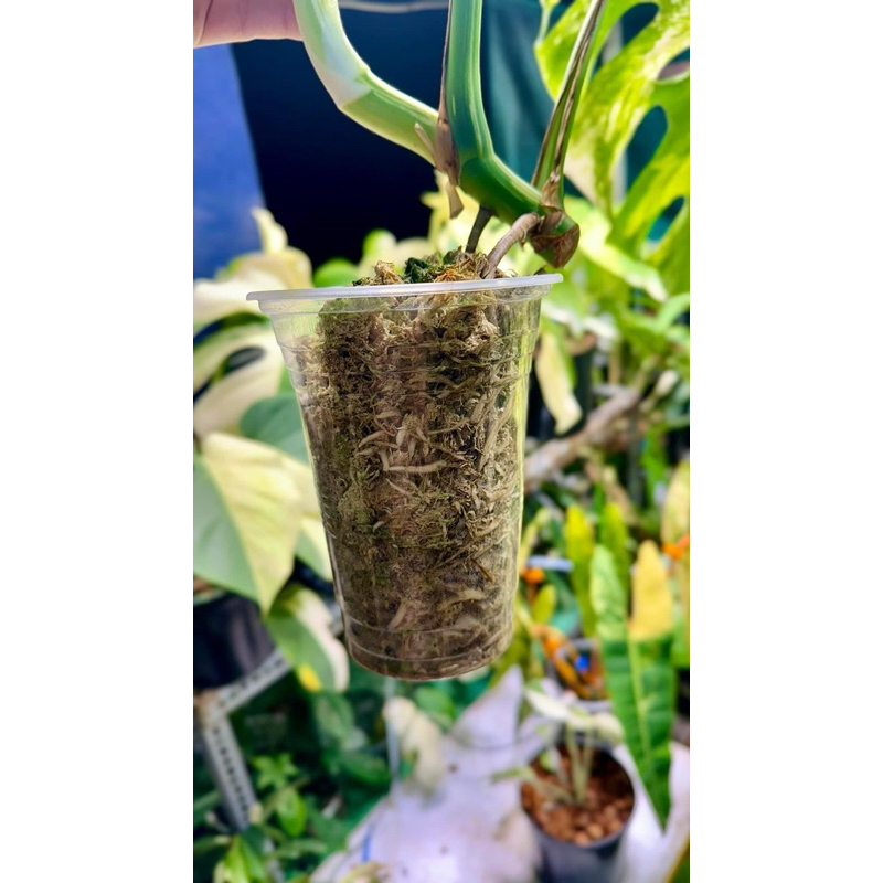 Siêu kích rễ & phòng chống thối rễ , Vi sinh humic , phân bón kích rễ