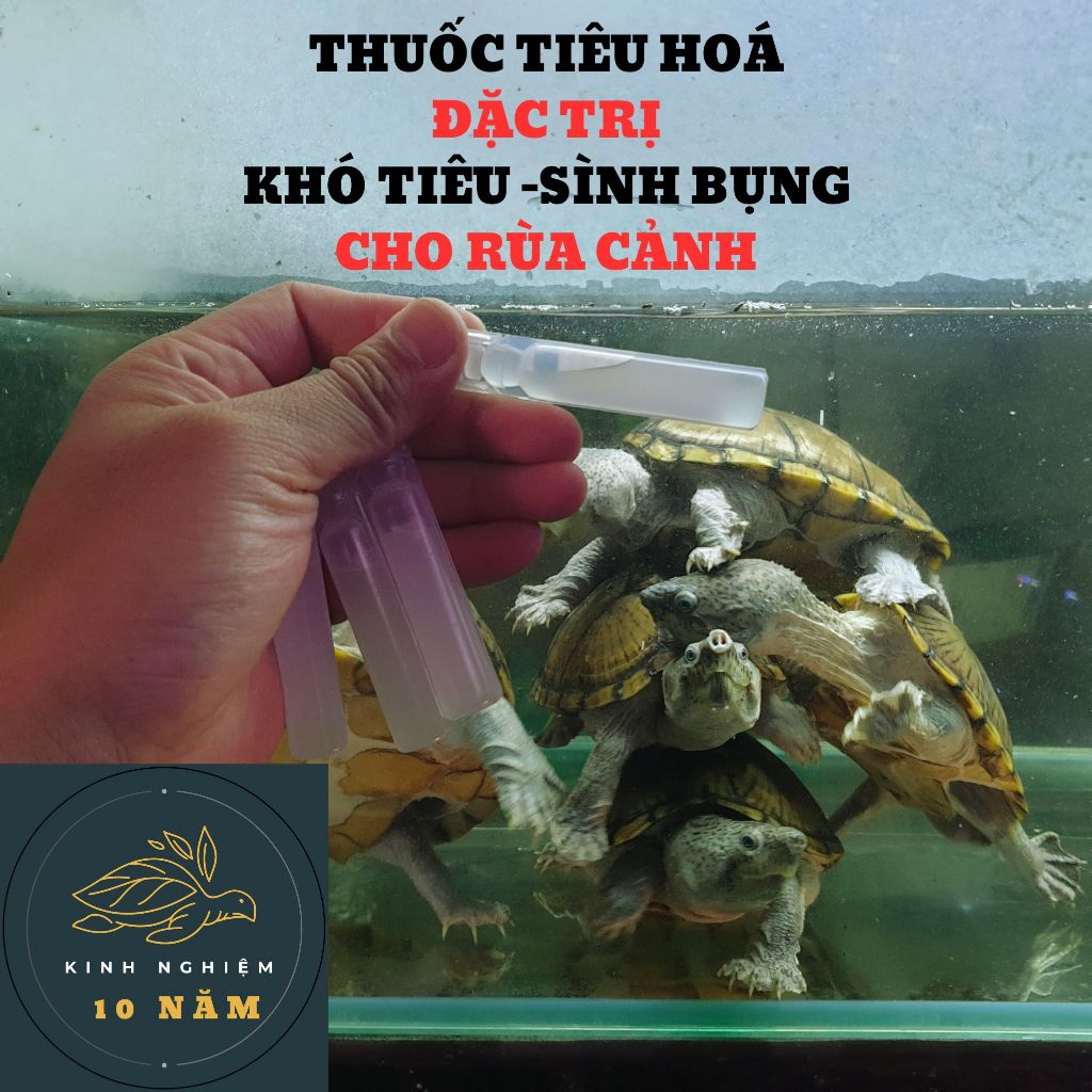 Hỗ trợ trị Phổi, Viêm đường Hô hấp, Chữa khó tiêu, sình bụng, Rùa bị ...