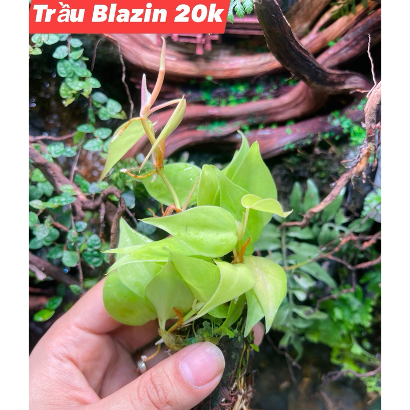 Trầu bà Blazin mini setup bán cạn, terrarium, tiểu cảnh