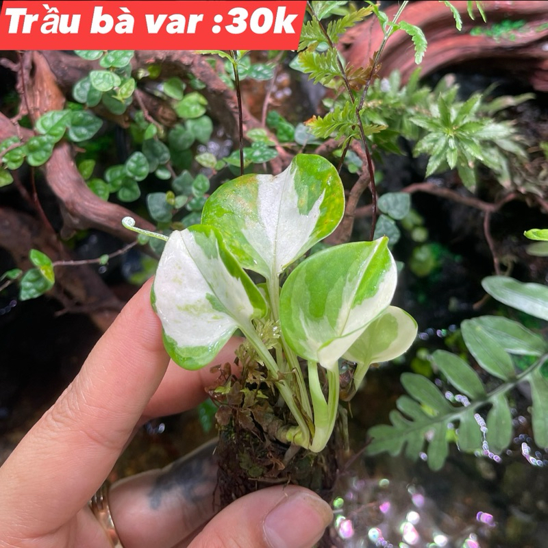 Trầu Var Trắng mini setup tiểu cảnh, terrarium, bán cạn