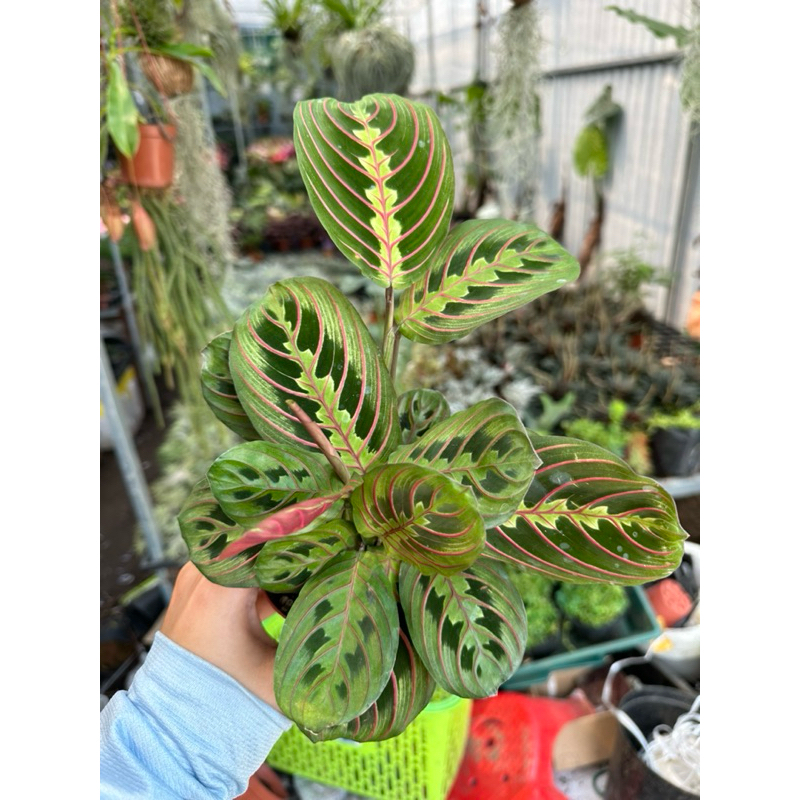 Đuôi công xương cá trang trí tiểu cảnh, trong nhà, bán cạn