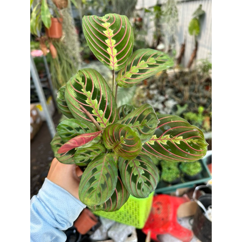 Đuôi công xương cá trang trí tiểu cảnh, trong nhà, bán cạn