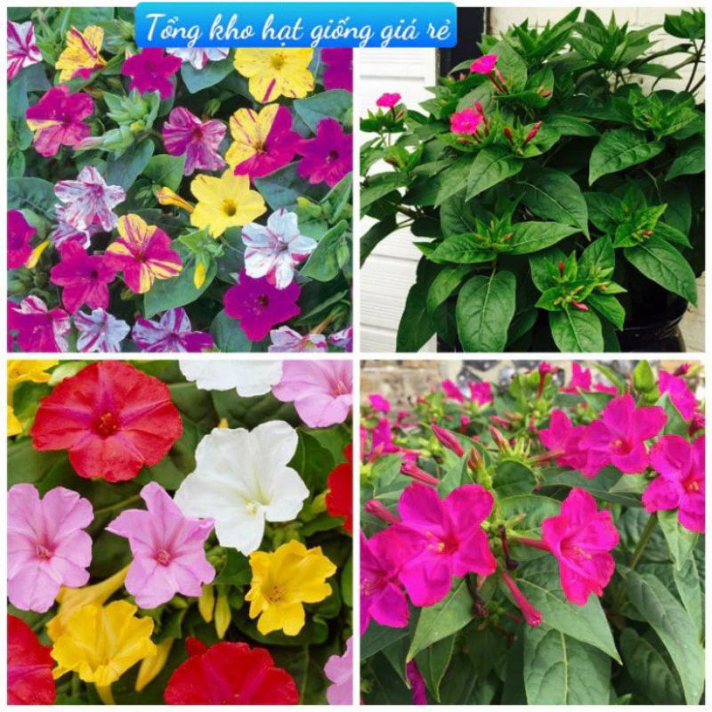 Hạt Giống Hoa Phấn nhiều màu 🥰 Cực dễ trồng, sai hoa rực rỡ