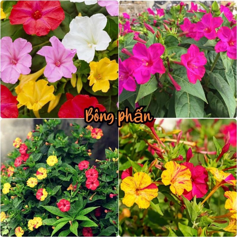 Hạt Giống Hoa Phấn nhiều màu 🥰 Cực dễ trồng, sai hoa rực rỡ