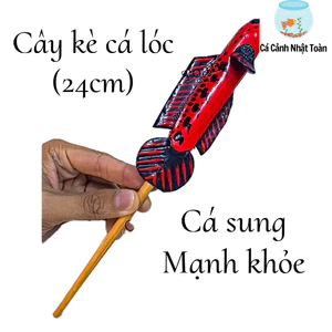 CÂY KÈ CÁ LÓC GIÚP CÁ SUNG HƠN DÀI 24CM MÀU NGẪU NHIÊN