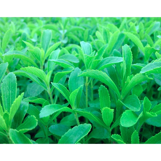 100g Trà Lá Cỏ Ngọt Sấy Khô Tự Nhiên Loại Đẹp Không Vụn Cho người Tiểu Đường Cao Huyết Áp